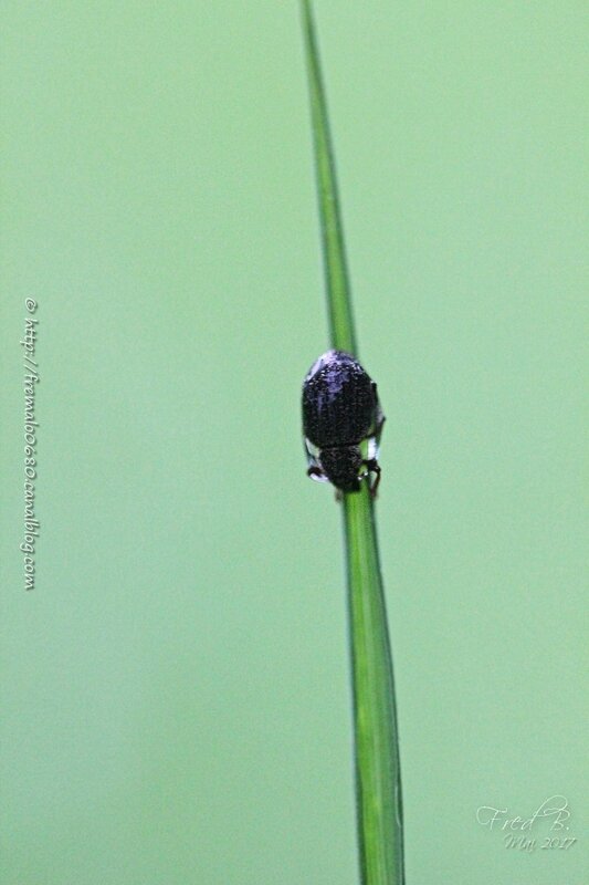 Charançon - Othiorhynchus aurifer?