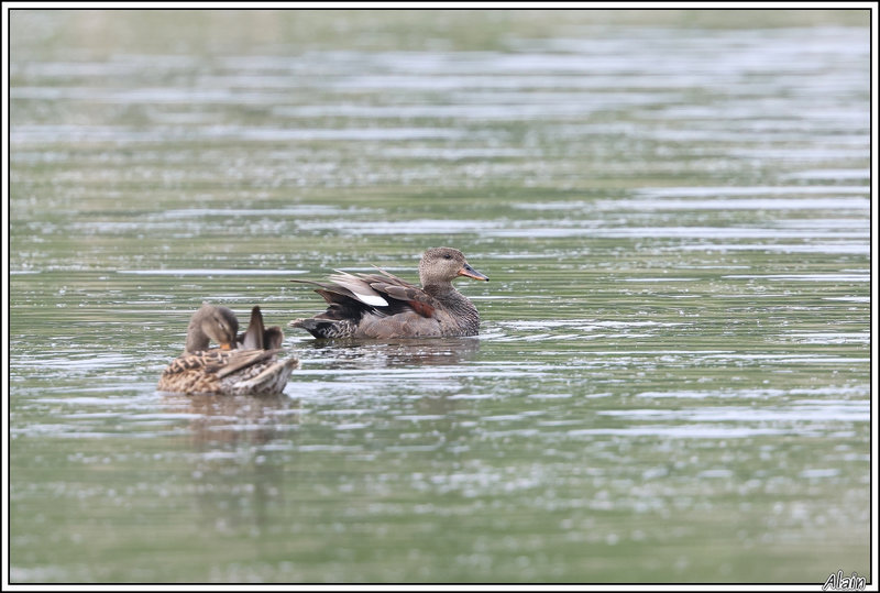 Canard chipeau