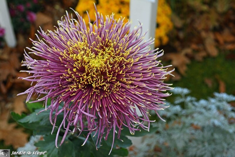 Le chrysanthème Anna-Frank