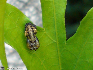 Exuvie_coccinelle