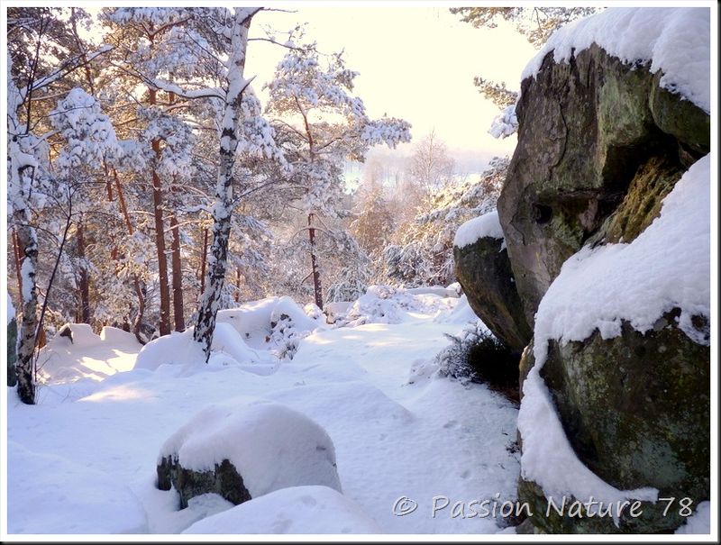 Balade dans la neige en forêt de Rambouillet