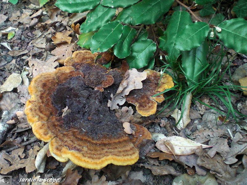 Phaeole de Schweinitz • Phaeolus schweinitzii • Phaeolaceae