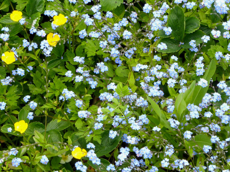 myosotis jardin