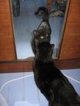 chat_miroir