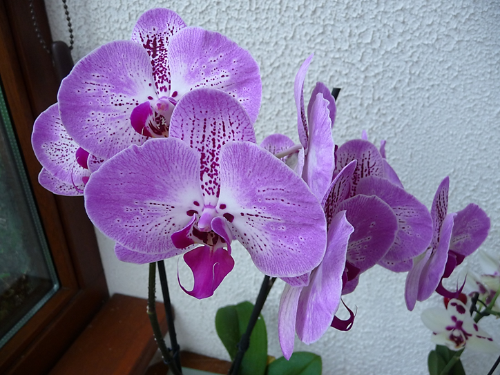 orchidée mauve 2