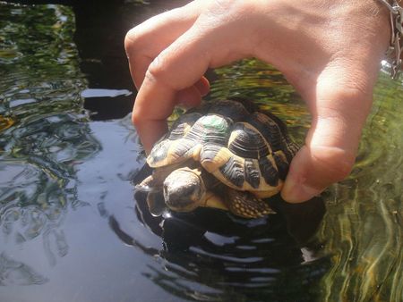 turtle au bain