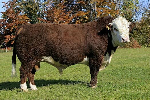 polled hereford 8