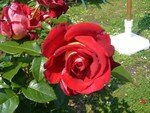 rose_rouge_2