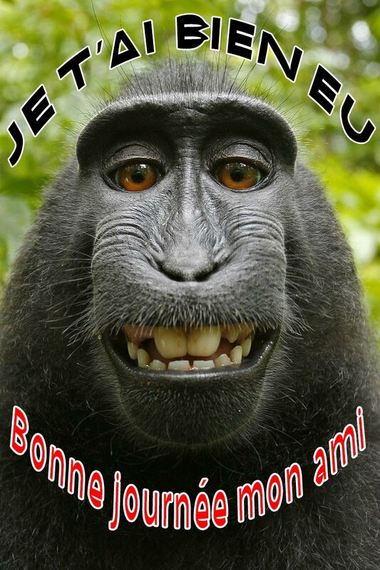 668443-indonesia-monkey-takes-photos-on-camera