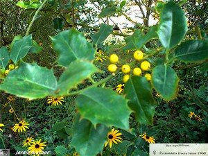 7429_Ilex_aquifolium