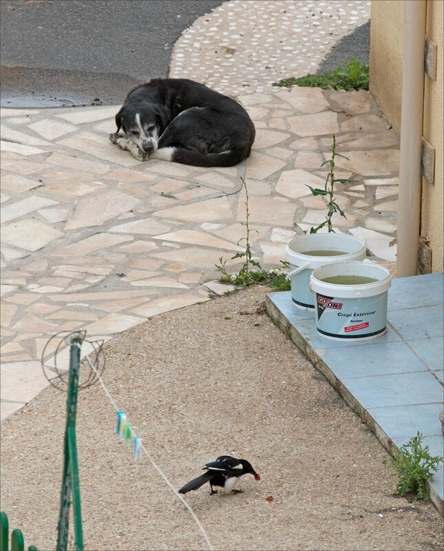 ville gamelle chiens oiseaux 020717 15