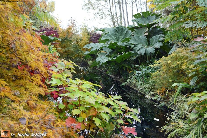 Gunnera
