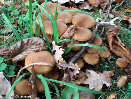 Psathyrella_piluliformis