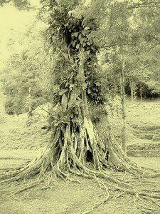 arbre_mexique