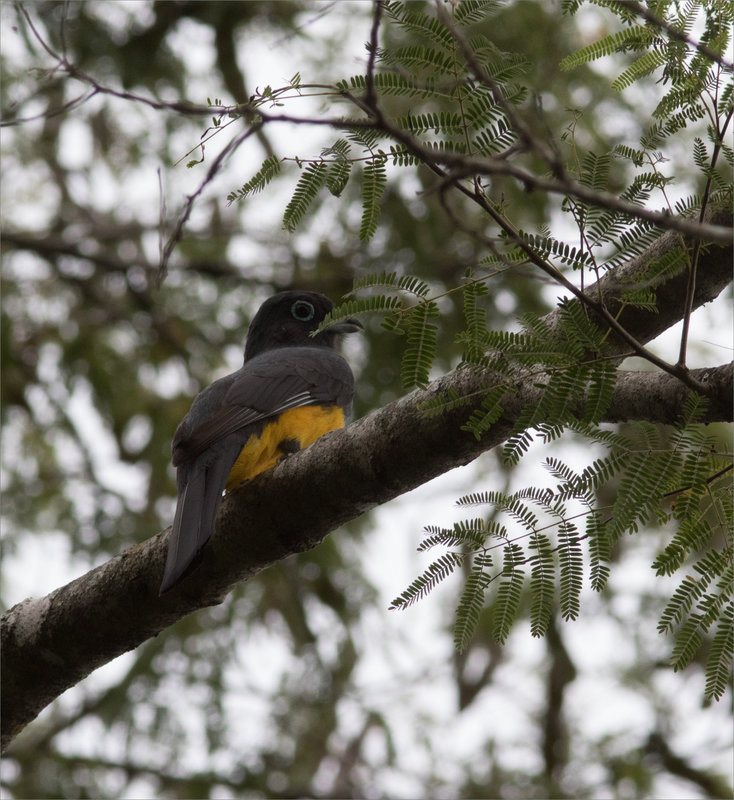 J12 2 Ensenada 121219 300 69 ym oiseau Trogon tête noire