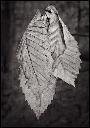 Angel_wings_by_Daaram