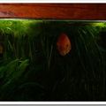 mon aquarium en bois