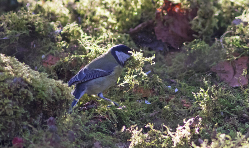 oiseau mésange charb mousse matin 060321 28 ym