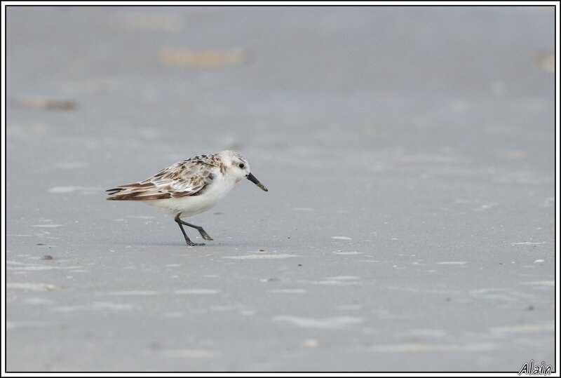 sanderling