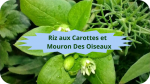 11 MOURON BLANC(2)Riz aux carottes-modified