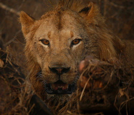 lion_is_eating2