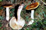 Entoloma crassipes 1990 1010 (1)