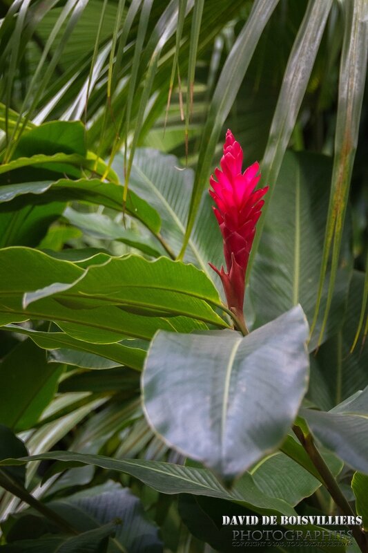 Alpinia purpurata - Île Maurice