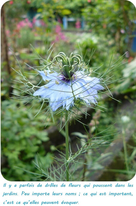 Quartier Drouot - Nigelle de Damas