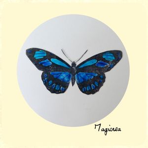 papillon transparent noir bleu