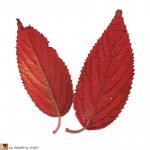 Feuilles du viburnum