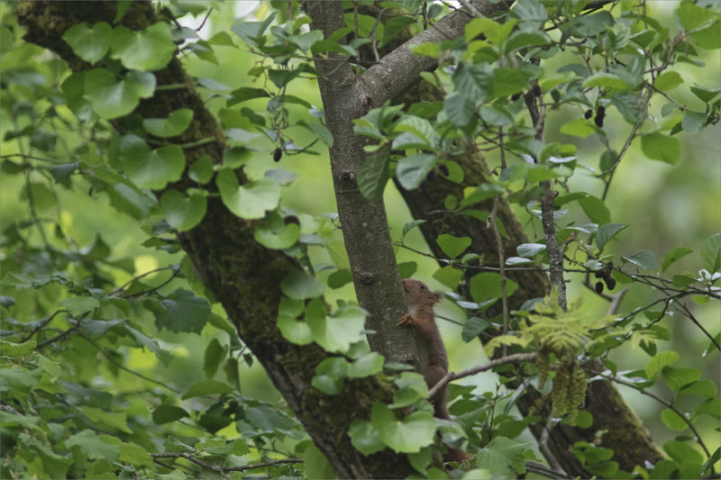 Ecureuil verdure 060521