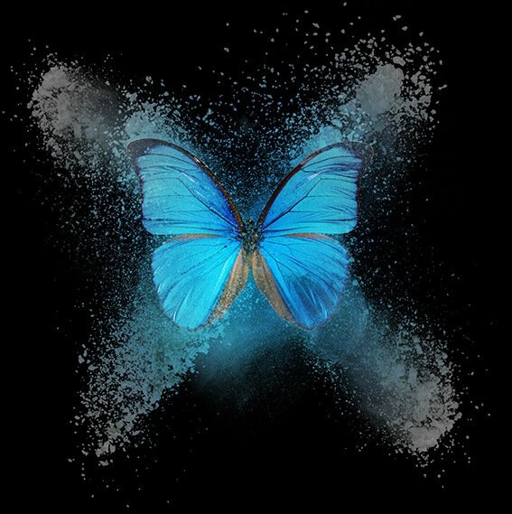 papillon-bleu