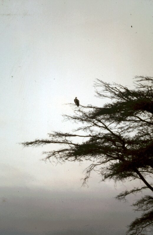 amboseli oiseaux b