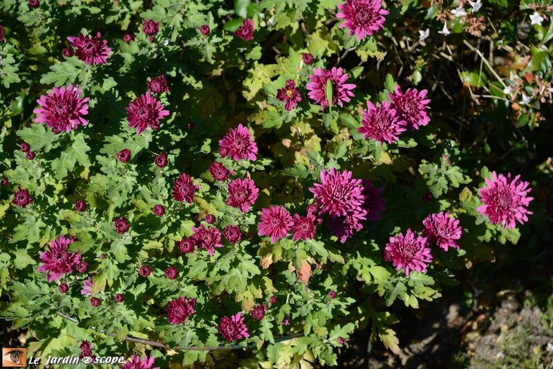 Chrysanthème