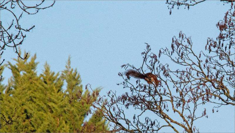 Ecureuil branchage 120124 4 saut