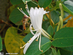 Syrphe_butina_une_fleur