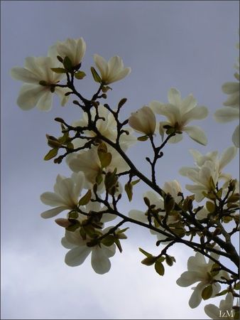 Magnolia19008d600Te