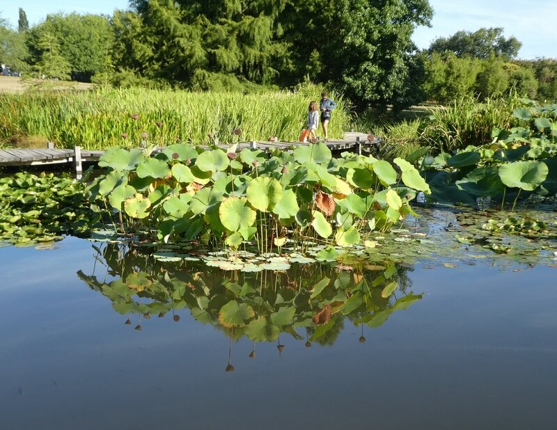 BAYOU AMERICAIN reflets 1