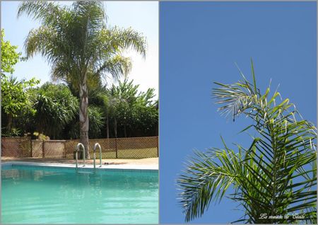 Piscine palmier