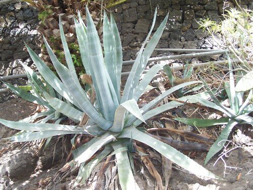 plante-interieur-espagne