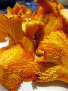 romaine__chalote_patates_chanterelles_02