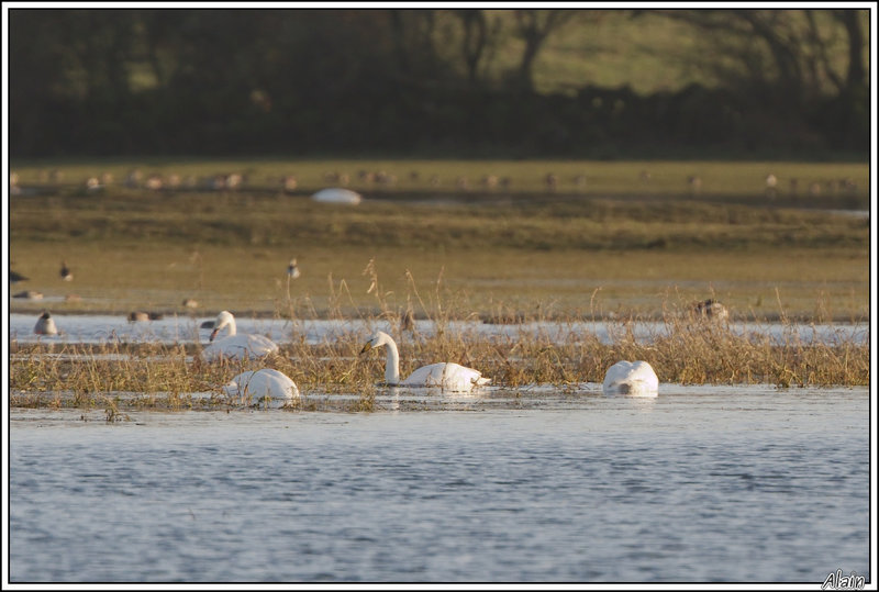 Cygne chanteur