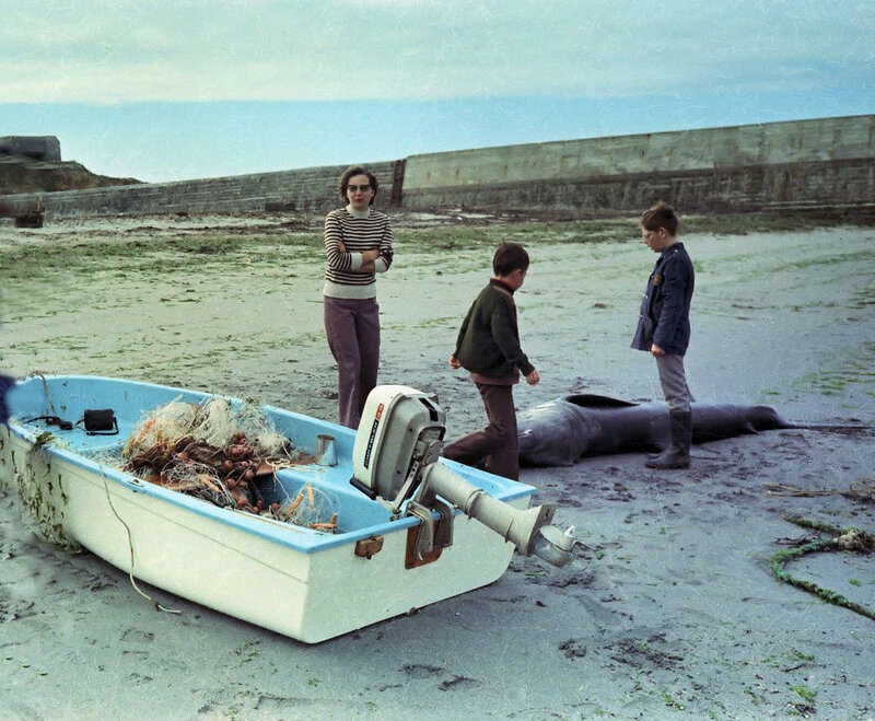 Ch33 - Pêche au filet d'un requin pèlerin en juin 1974a