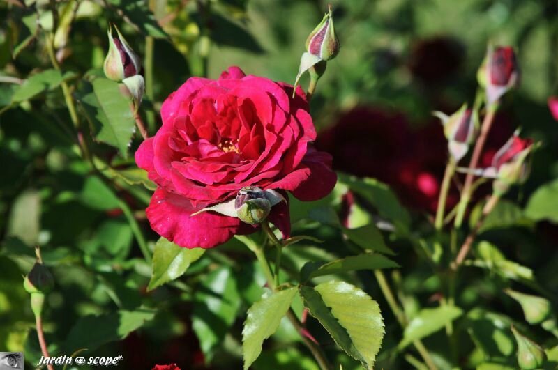 Rosier grimpant Red-Parfum