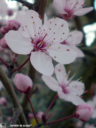 Prunus_fleur_gros_plan