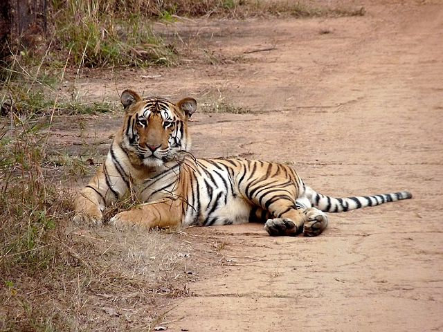 Panthera_tigris_tigris_Nagzira_India