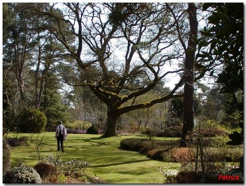 Chêne sessile ou Rouvre • Quercus sessiliflora ou Q. petraea