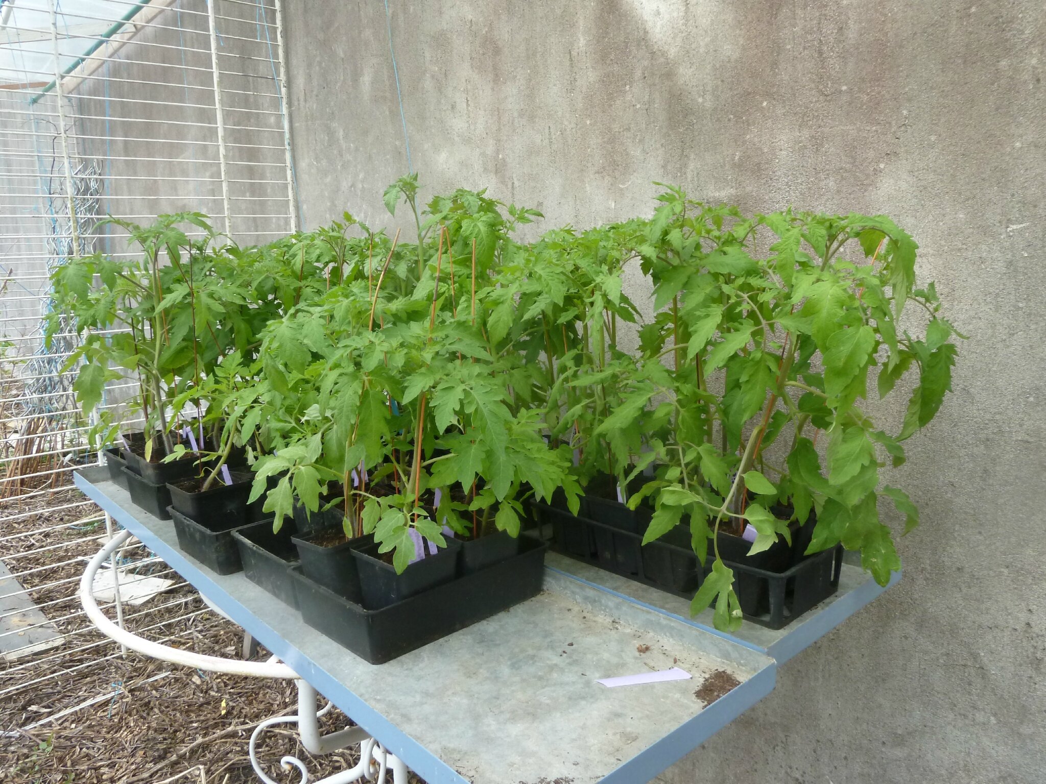 4-tomates et abri (6)