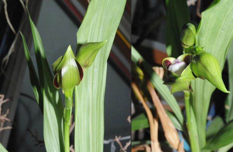 orchidée Panorama