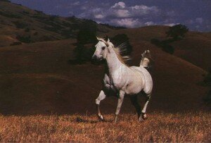 horse10d_WhiteHorse_Running_Autumn_Grass_Field